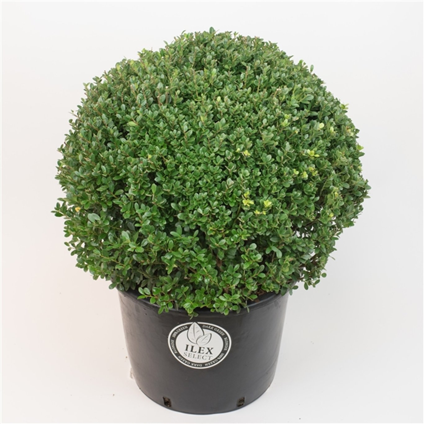 Japansk järnek – Ilex crenata 'Dark Green'® - 50 CM Ball Cont.